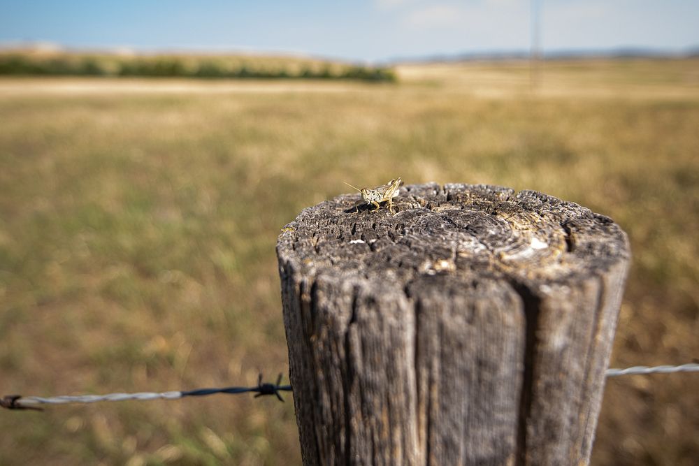 Grasshopper on a fence post. Original public domain image from Flickr