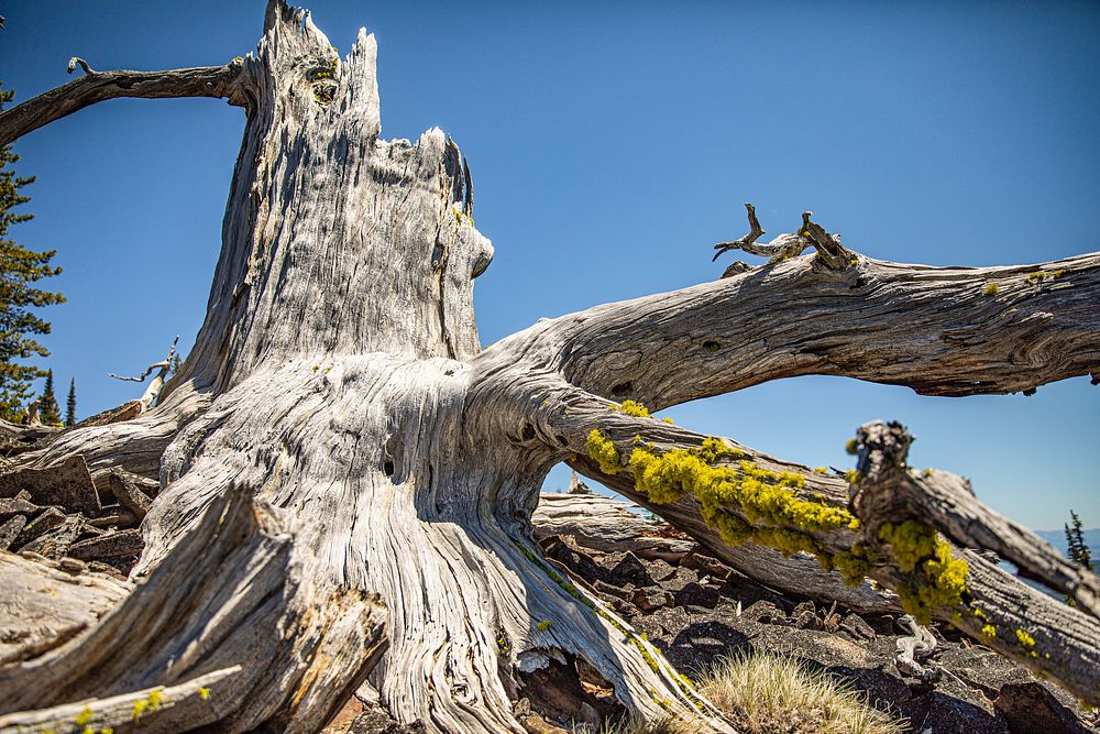 Ancient Whitebark Pine Tree. Original public domain image from Flickr