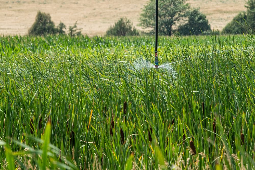 Field of cattail with pivot irrigation and micro-sprinkler. Original public domain image from Flickr