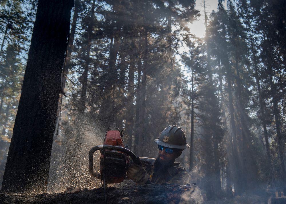 Cade Grismer, El Dorado Hot Shot, cuts trees during wet mop duties on the Caldor Fire, El Dorado National Forest…