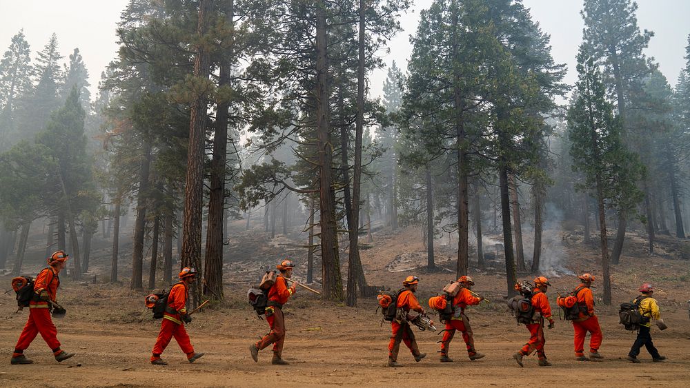Inmate firefighters with CAL Fire march to the fire line to help suppress the Dixie Fire in the Lassen National Forest…
