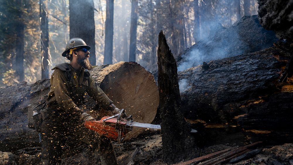 Cade Grismer, El Dorado Hot Shot, cuts trees during wet mop duties on the Caldor Fire, El Dorado National Forest…
