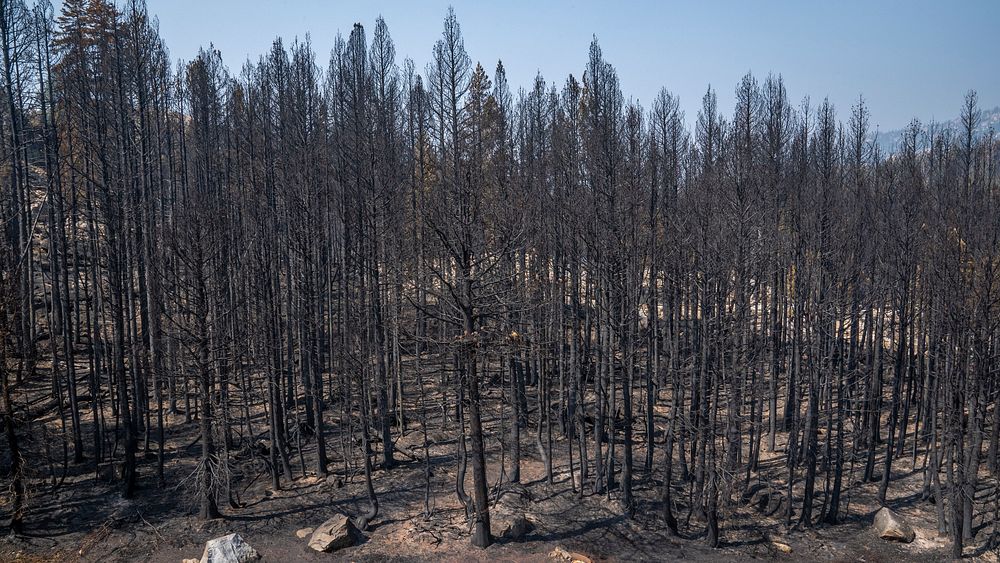 A forest hit by the Caldor Fire near South Lake Tahoe, California. Original public domain image from Flickr