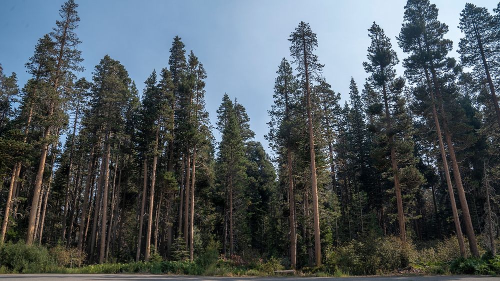 A forest that was has not been fuels treated in Adventure Mountain, South Lake Tahoe, California. Original public domain…