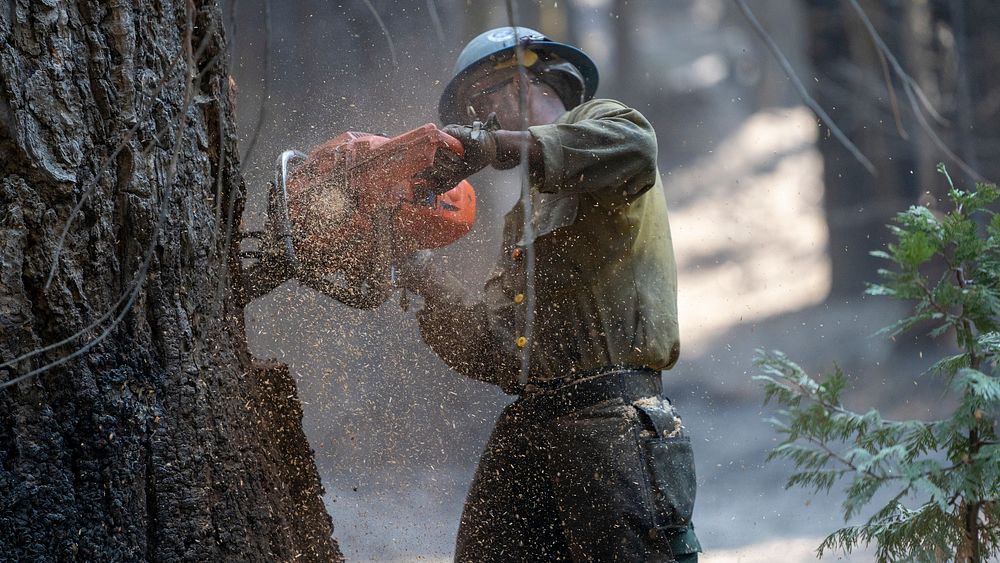 Jose Pelayo, El Dorado Hot Shot, cuts down large tree while conducting wet mop duties during the Caldor Fire on the El…