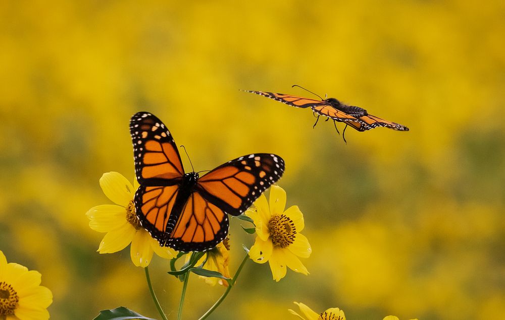 Monarch butterflies, flower field. Original public domain image from Flickr