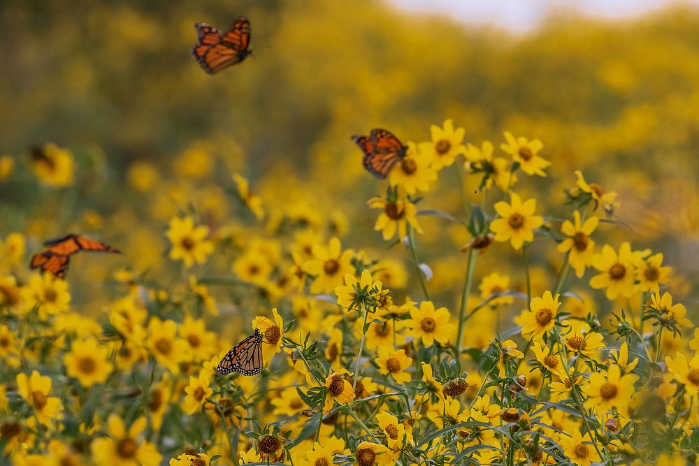 Monarch butterflies, flower fields. Original public domain image from Flickr