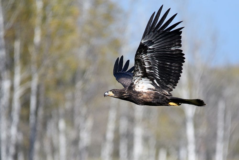 Juvenile bald eagle in flight. Original public domain image from Flickr