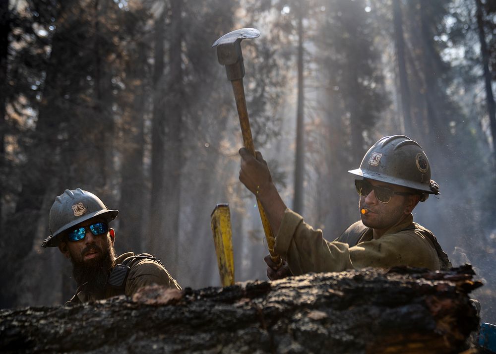 Cade Grismer and Jose Pelayo, El Dorado Hot Shots, cut trees during wet mop duties on the Caldor Fire, El Dorado National…