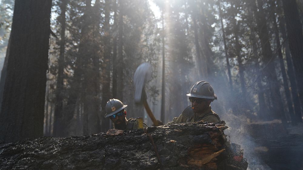 Cade Grismer and Jose Pelayo, El Dorado Hot Shots, cut trees during wet mop duties on the Caldor Fire, El Dorado National…