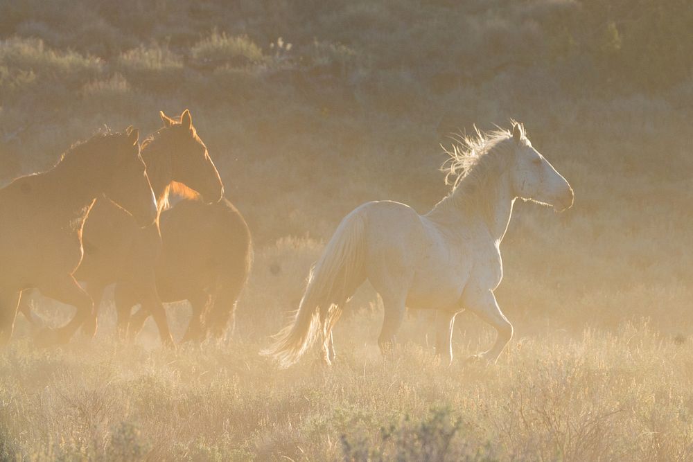 Wild Horses on the Buckhorn Byway. Original public domain image from Flickr