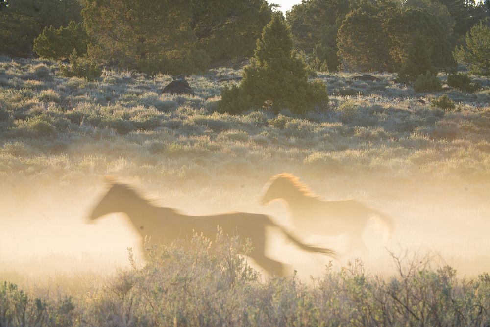 Wild Horses running, nature background. Original public domain image from Flickr