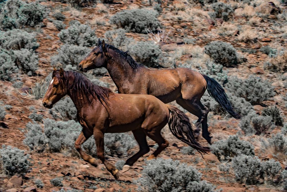 Wild Horses galloping, Twin Peaks. Original public domain image from Flickr