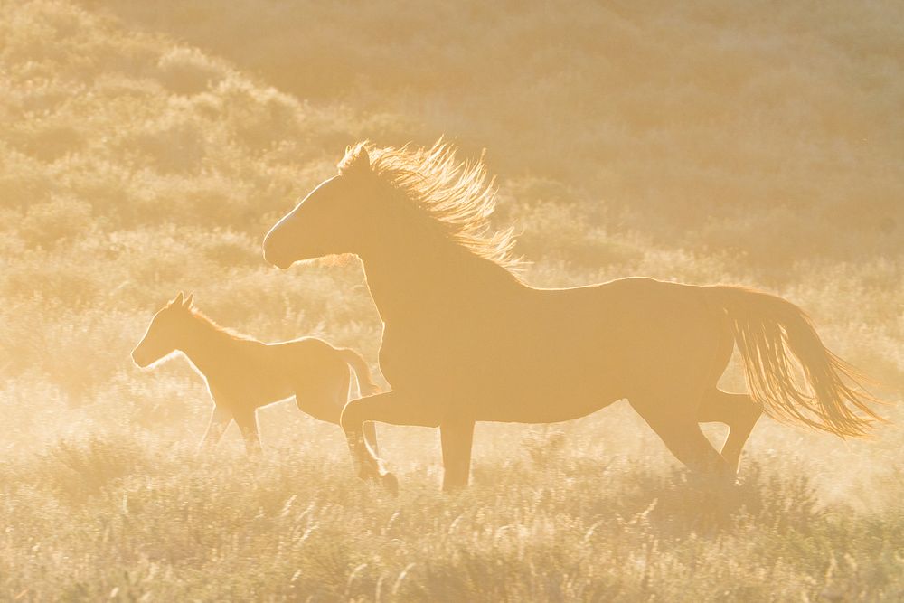 Adult horse & foal, wild animals. Original public domain image from Flickr