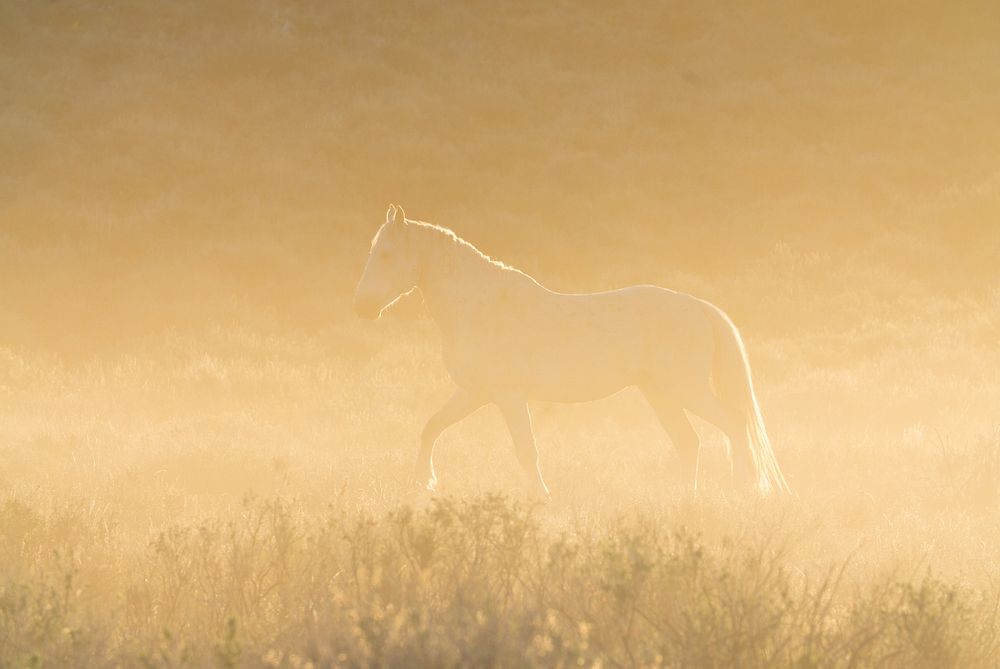 Horse & sunset, wild animals, nature. Original public domain image from Flickr