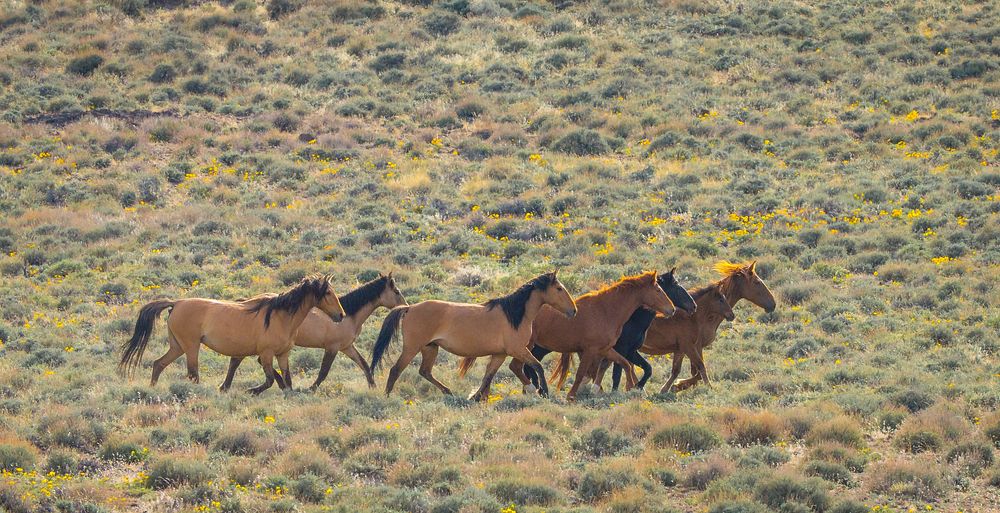 Wild Horses, grassland. Original public domain image from Flickr