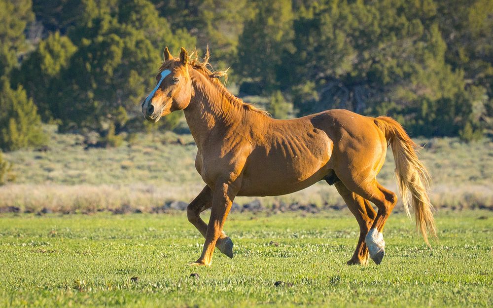 Brown horse galloping, grass field. Original public domain image from Flickr