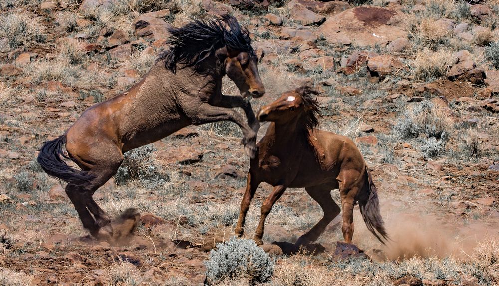 Wild horses fight at Twin Peaks. Original public domain image from Flickr