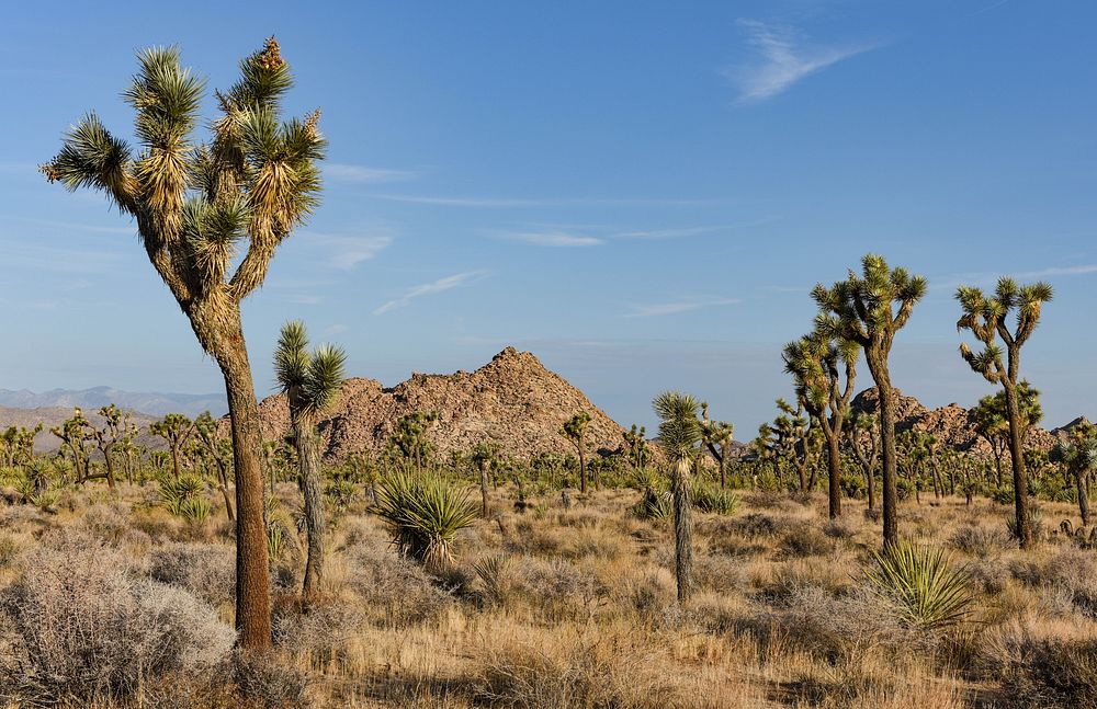 Joshua Tree (Yucca brevifolia)Photo: NPS / Bill Bjornstad Alt Text: A valley of Joshua trees with a rocky mountain in the…