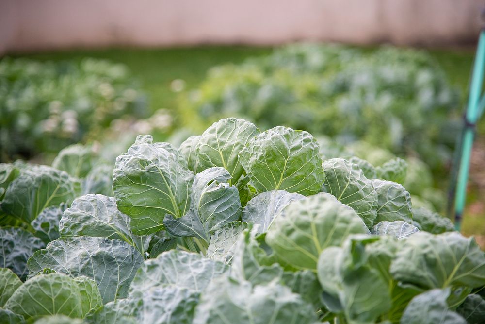 Brussels sprout plant, vegetable. Original public domain image from Flickr