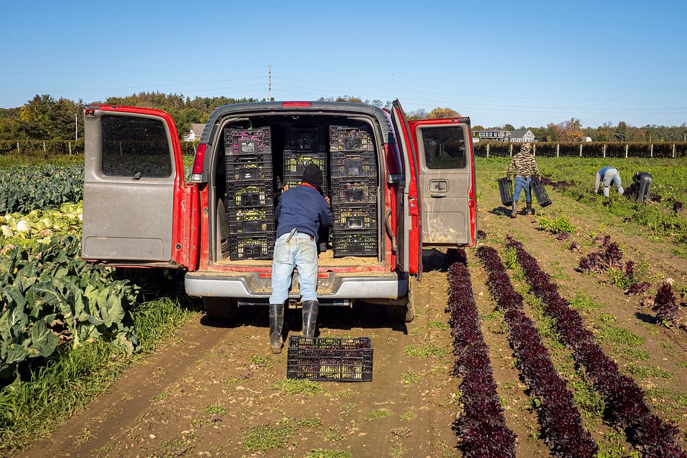 Farm staff picking lettuce.Original public domain image from Flickr