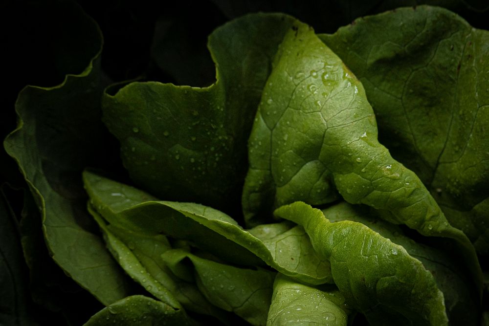  Green Boston Lettuce, vegetable background. Original public domain image from Flickr