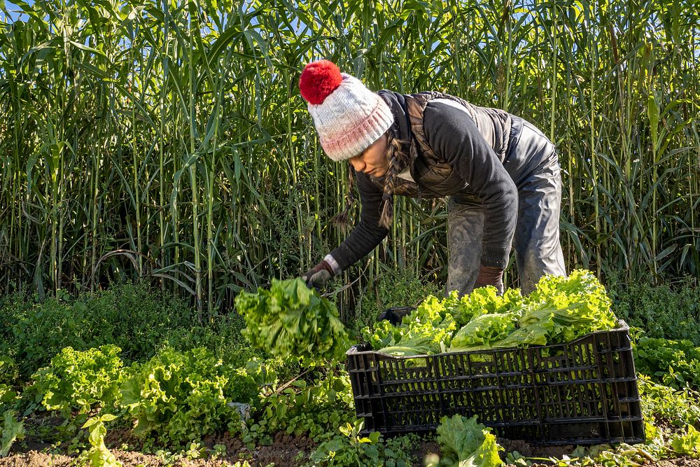 A member of Sang Lee Farms staff picks lettuce, in Peconic, New York, November 5, 2021.  (FPAC photo by Preston Keres).…