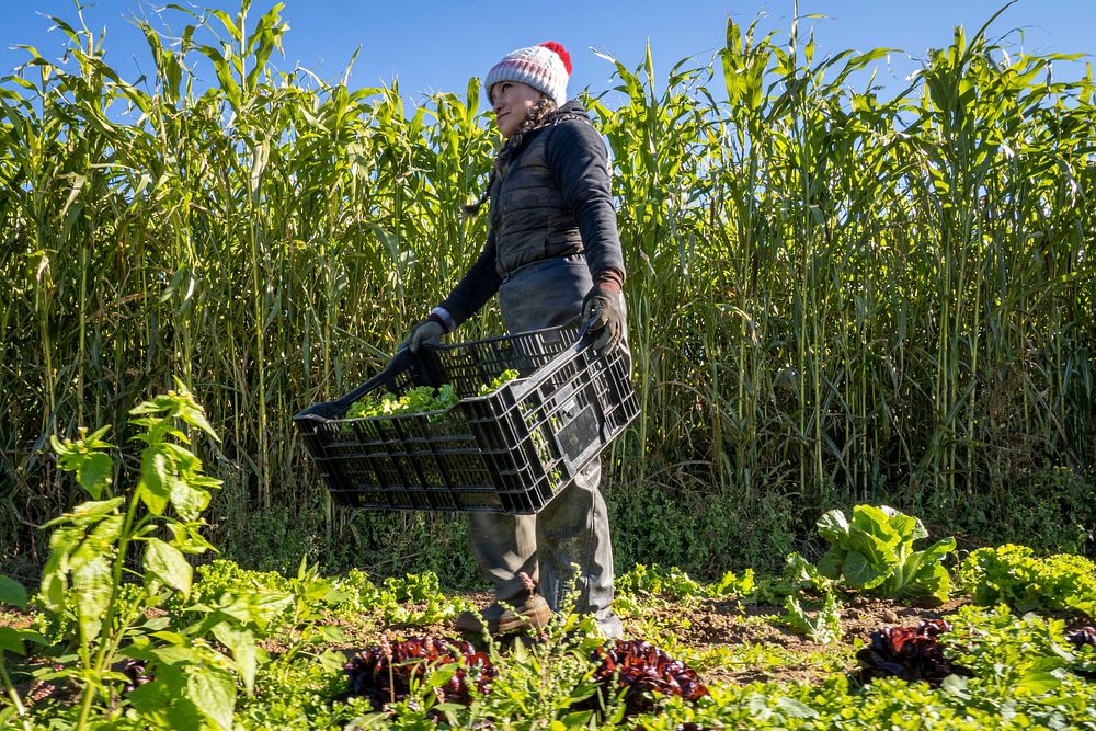 A member of Sang Lee Farms staff picks lettuce, in Peconic, New York, November 5, 2021. (FPAC photo by Preston Keres).…