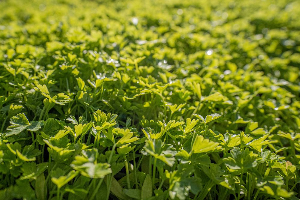 Green parsley field. Original public domain image from Flickr