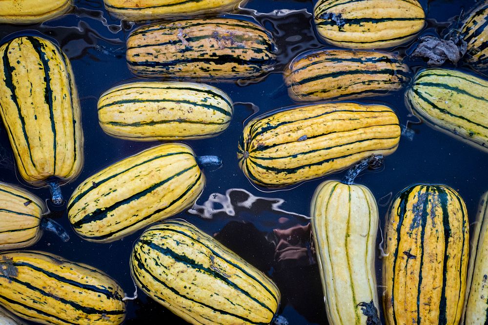 Delicate Squash, washing crops. Original public domain image from Flickr