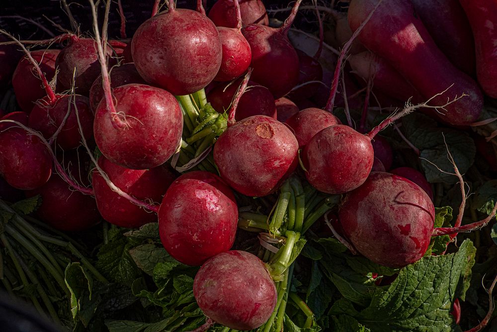 Easter egg radishes, red, homegrown vegetable. Original public domain image from Flickr