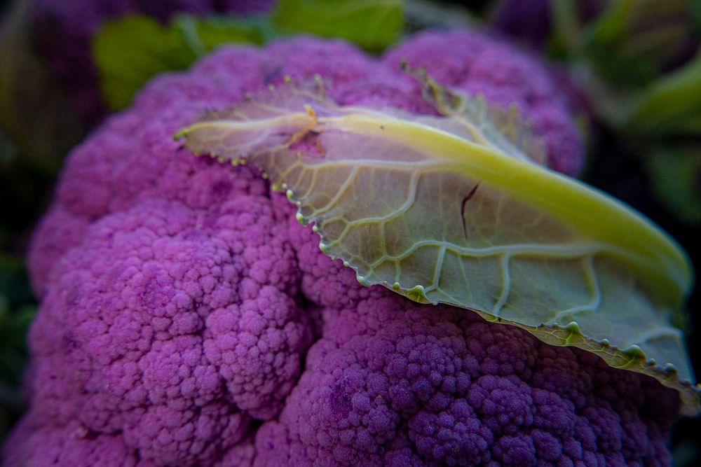 Purple cauliflower, fresh vegetable. Original public domain image from Flickr