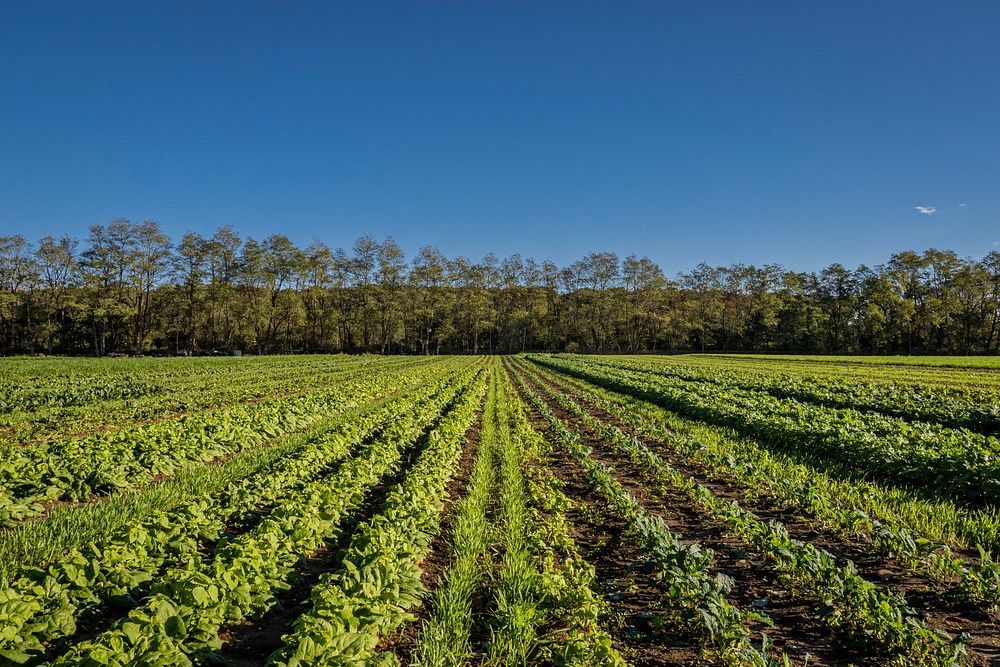 Rows of lettuce in Sang Lee Farms. Original public domain image from Flickr