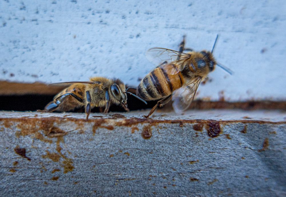 Honey bees are seen leaving the hives. Original public domain image from Flickr