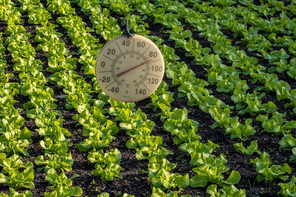 Vegetable farm, temperature control. Original public domain image from Flickr