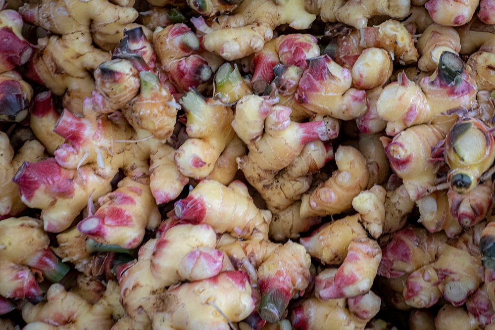 Freshly harvested ginger. Original public domain image from Flickr