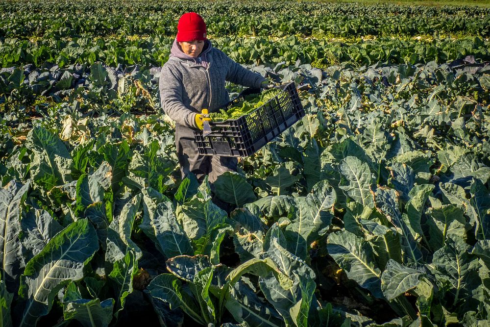 A member of Sang Lee Farms staff picks cabbage, in Peconic, New York, November 5, 2021. (FPAC photo by Preston Keres).…