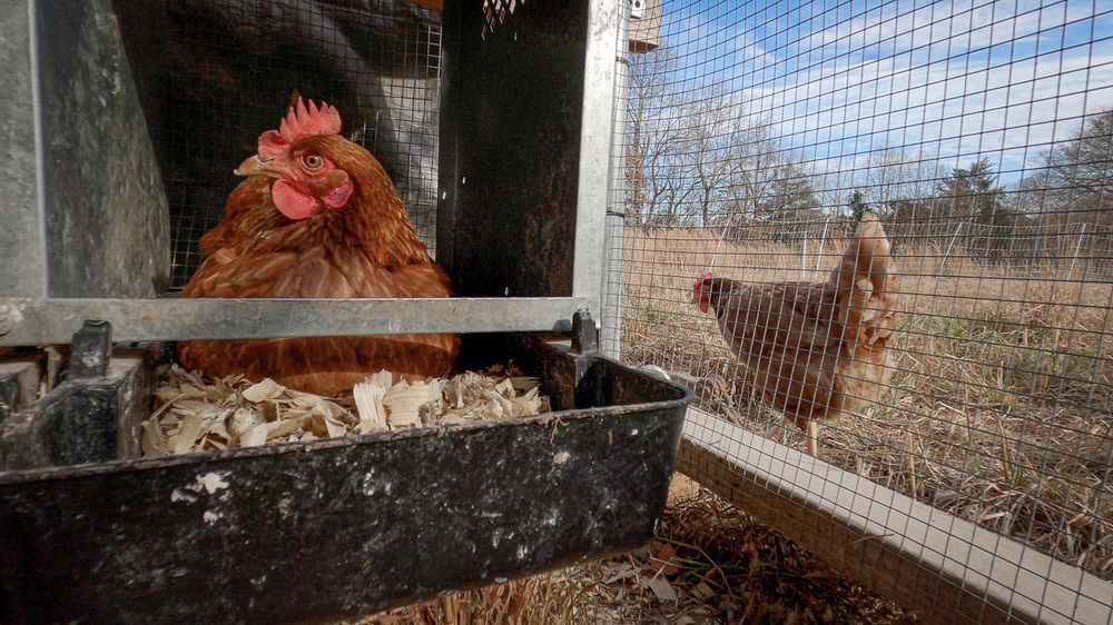 Brown hen in coop, farm animal. Original public domain image from Flickr