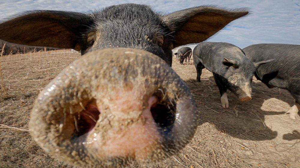 Hog, closeup face, cute farm animals. Original public domain image from Flickr