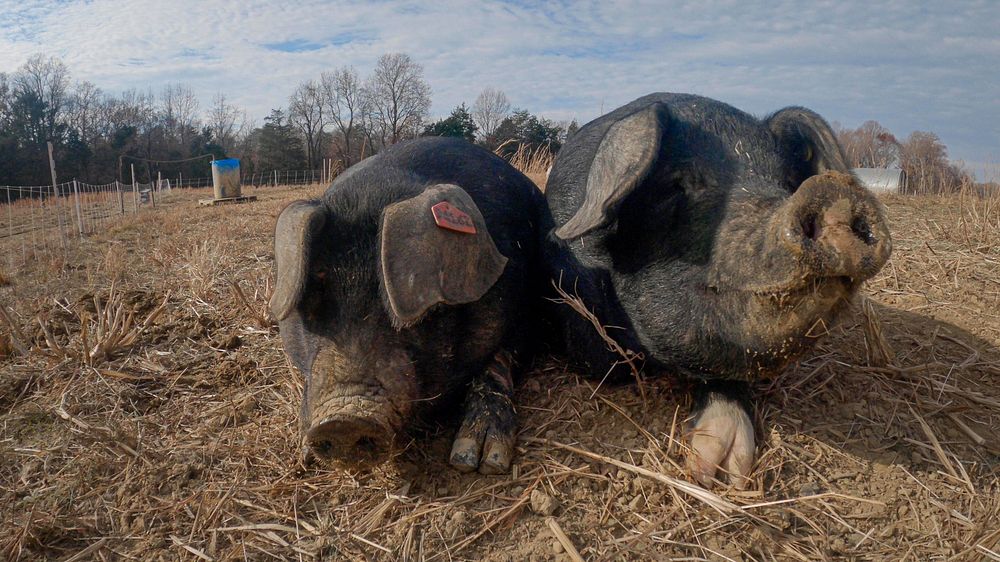 Hogs relaxing in mud, farm animals. Original public domain image from Flickr