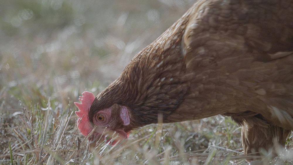 Chicken pecking food, farm animals. Original public domain image from Flickr