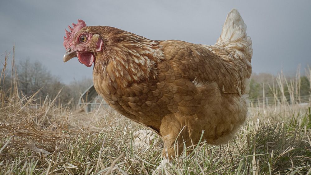 Free range hen farm, chicken coop. Original public domain image from Flickr