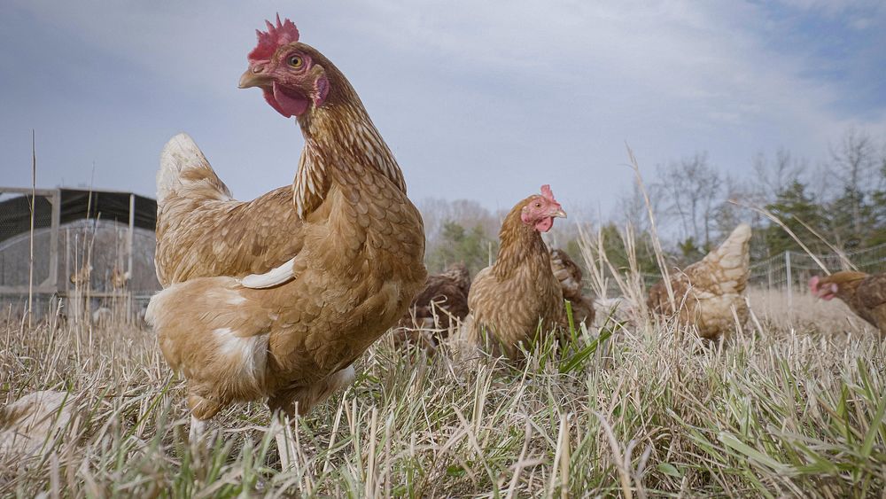 Free range hen, farm animals. Original public domain image from Flickr
