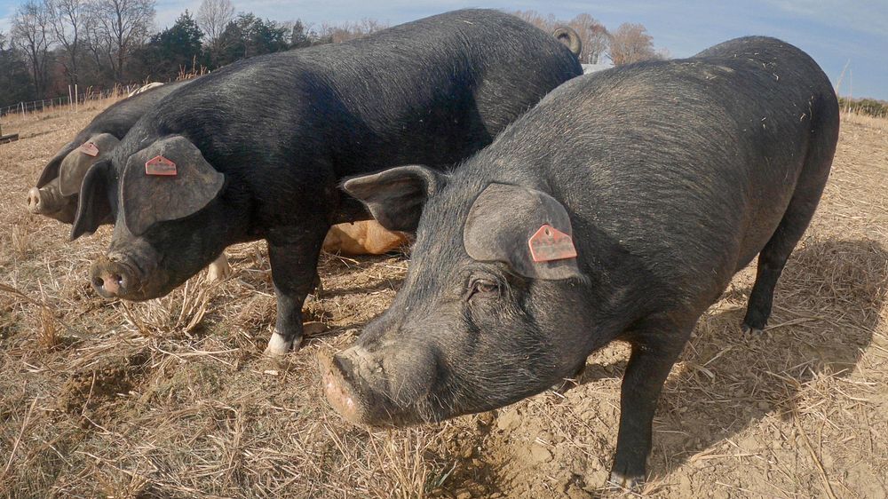 Black pig, cute farm animal. Original public domain image from Flickr