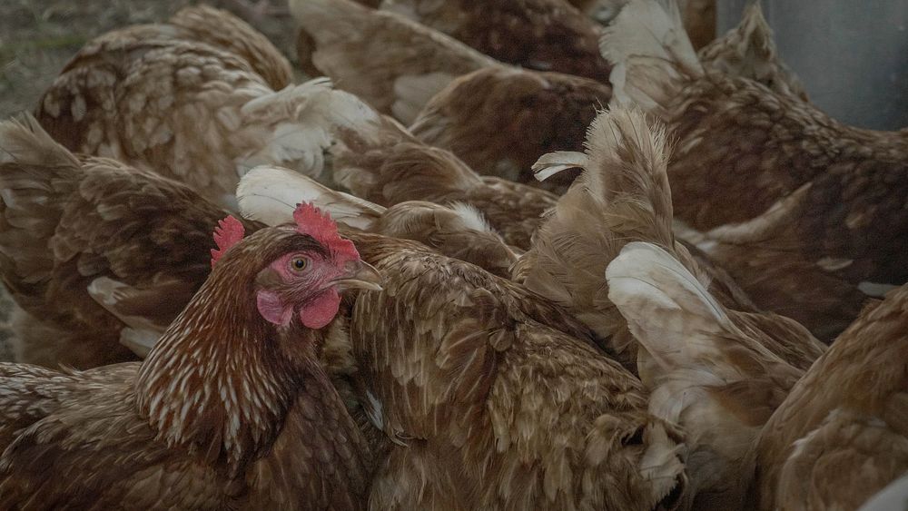 Red Sexlink Hens, farm chicken. Original public domain image from Flickr
