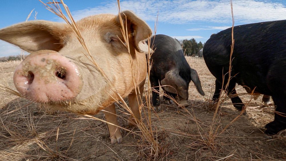 Cute pig, farm animal portrait. Original public domain image from Flickr