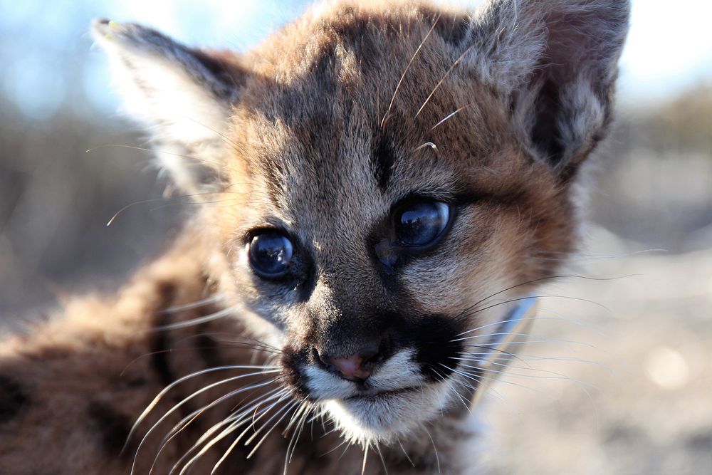 P-100National Park Service biologists assisted the California Department of Fish and Wildlife (CDFW) with four mountain lion…