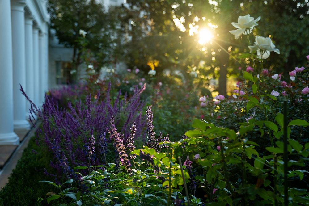 Flowers in bloom are seen in the morning sunlight, Tuesday, October 19, 2021, in the White House Rose Garden. (Official…