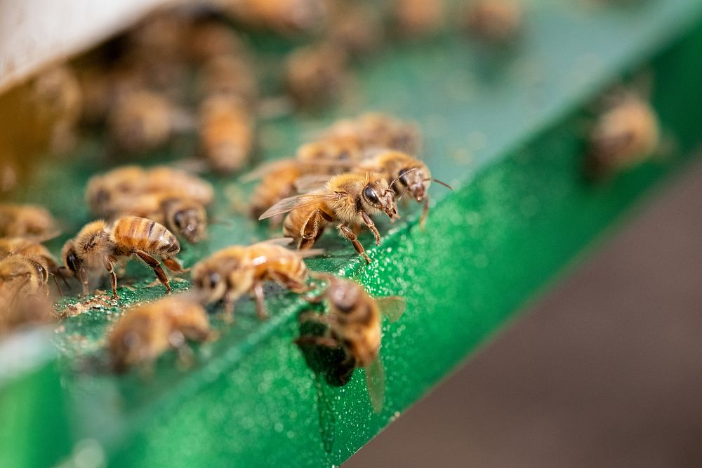  Honey bees, close up shot.