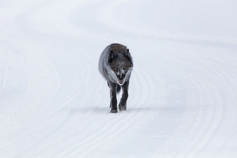 A single female wolf traveling on the winter groomed road (2)NPS / Jacob W. Frank